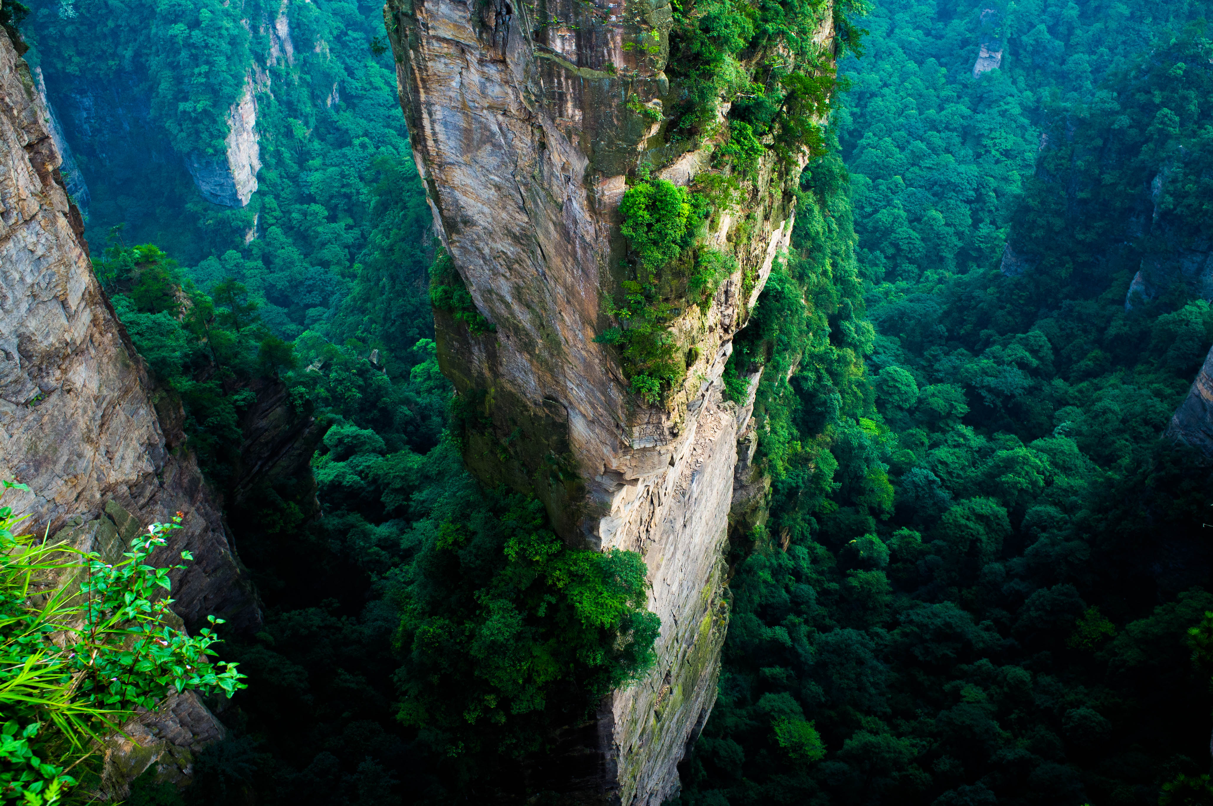 Trương Gia Giới
